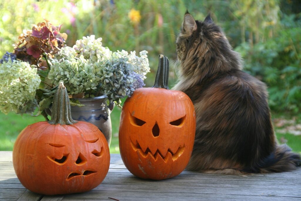 Cat protecting jack o lanterns