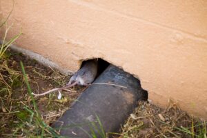 mice in entry hole