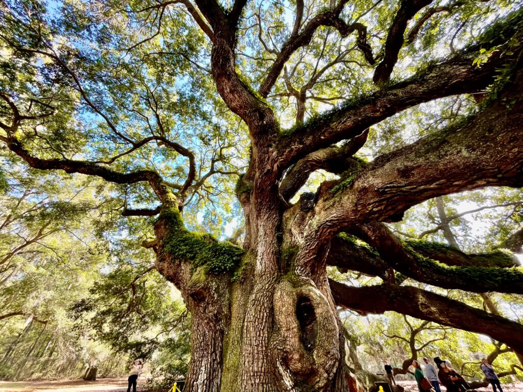 Charleston tree