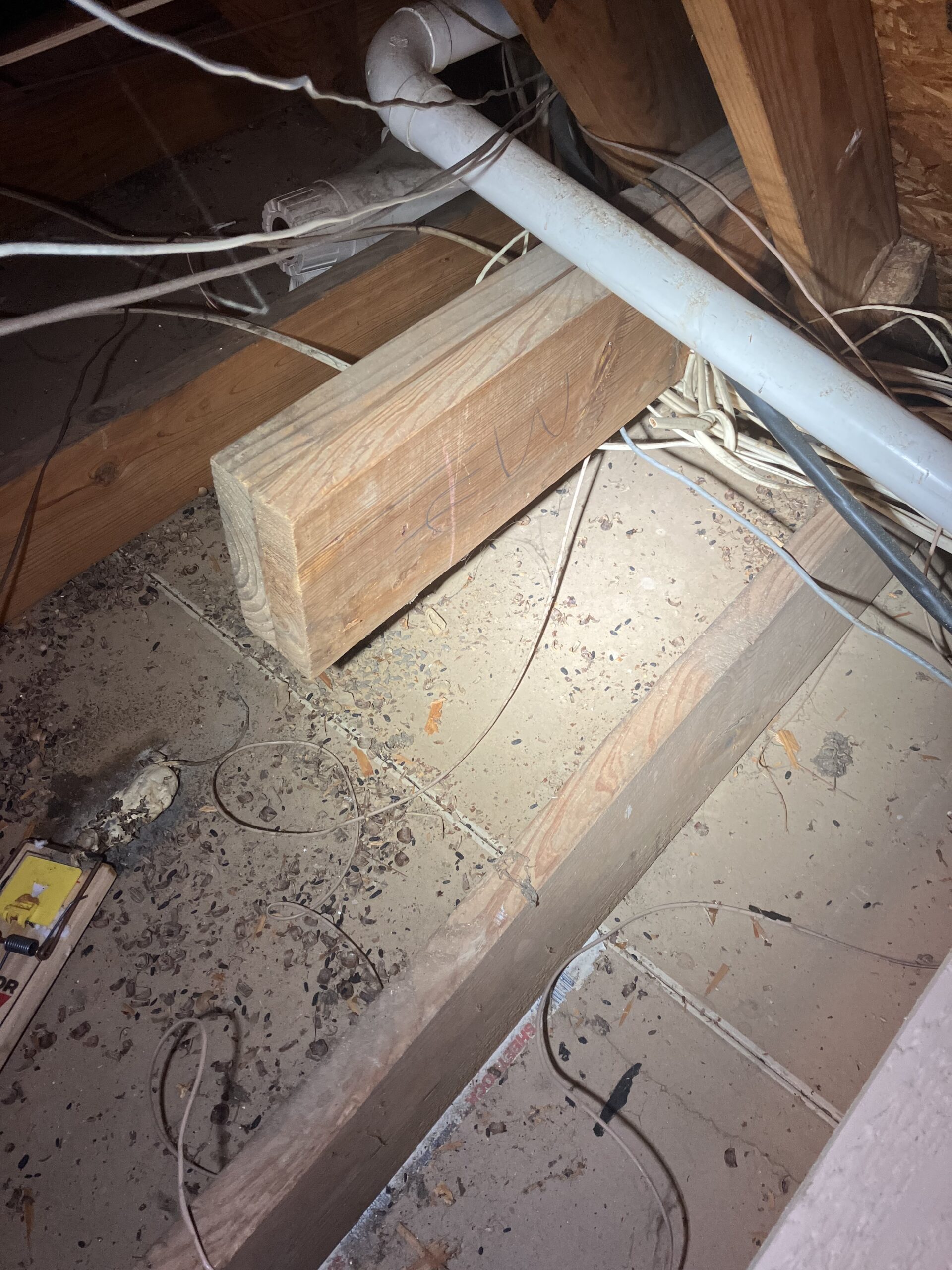 rat droppings in attic in ft worth