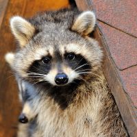 6423__raccoons nesting under eaves of roof