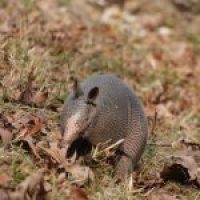 Armadillo in a yard