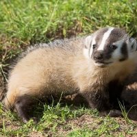 Badger in a yard