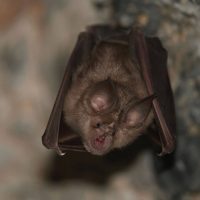 Bat hanging upside down