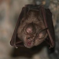 Bat hanging upside down