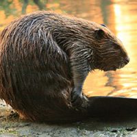 Beaver