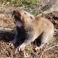 Gopher in a yard