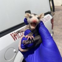 baby opossum removal orlando fl