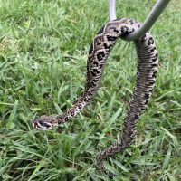 Captured Snakes in Orlando
