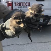 baby raccoon removal relocation