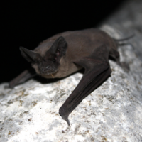 Mexican Free Tailed Bat