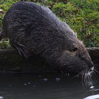 Nutria