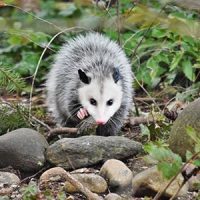 Opossum walking in a yard