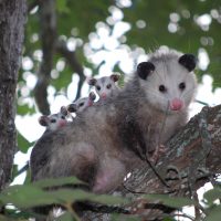 Opossum mother with three kids on her back