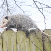 Opossum on a fence