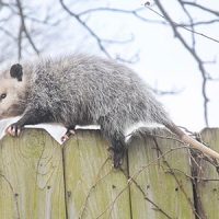 Opossum on a fence