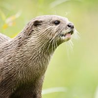 Otter