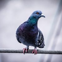 Pigeon on a wire