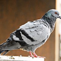 Pigeon standing on a perch