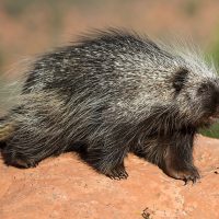 Porcupine in a yard