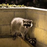 Raccoons near a house