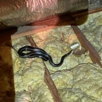 Rat snake in attic charleston