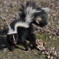 Skunk in a yard