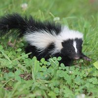 Skunk in a yard