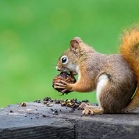 Squirrel eating