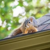 squirrel on roof