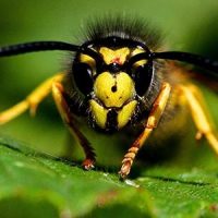 Yellow Jacket