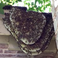 africanized bee hive on shingles of a home