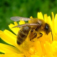 Bee in a flower