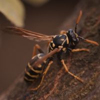 Cicada Killer Wasps