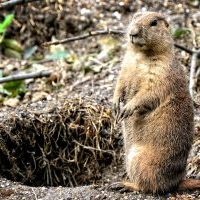 Gopher near a hole