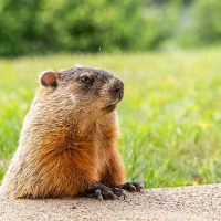 Groundhog in a yard