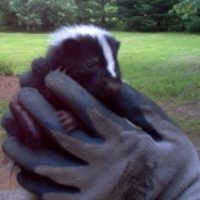 juvenile skunk