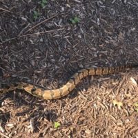 large timber rattlesnake Shawnee MO