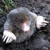 Mole in a yard