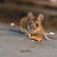 Mouse near a house