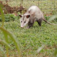 Opossum in a yard