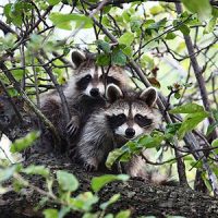 Raccoons in a tree