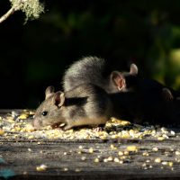 Rats eating grain outside