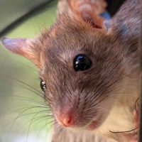 Roof rat close-up