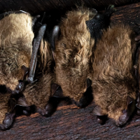 bat roosting on rafter in attic