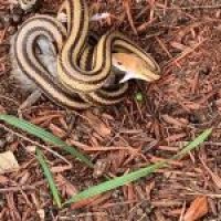 Snake in a yard