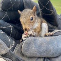 Captured squirrel