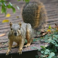 California,Grey,Squirrel,Perched,On,Roof,Looks,Directly,Into,Camera,