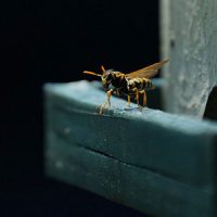 Wasp on a bird house