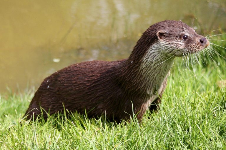  Beaver vs. Otter Differences Between Beavers Otters